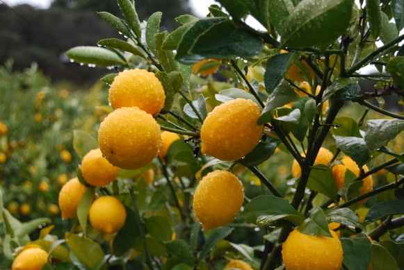 Lemon trees