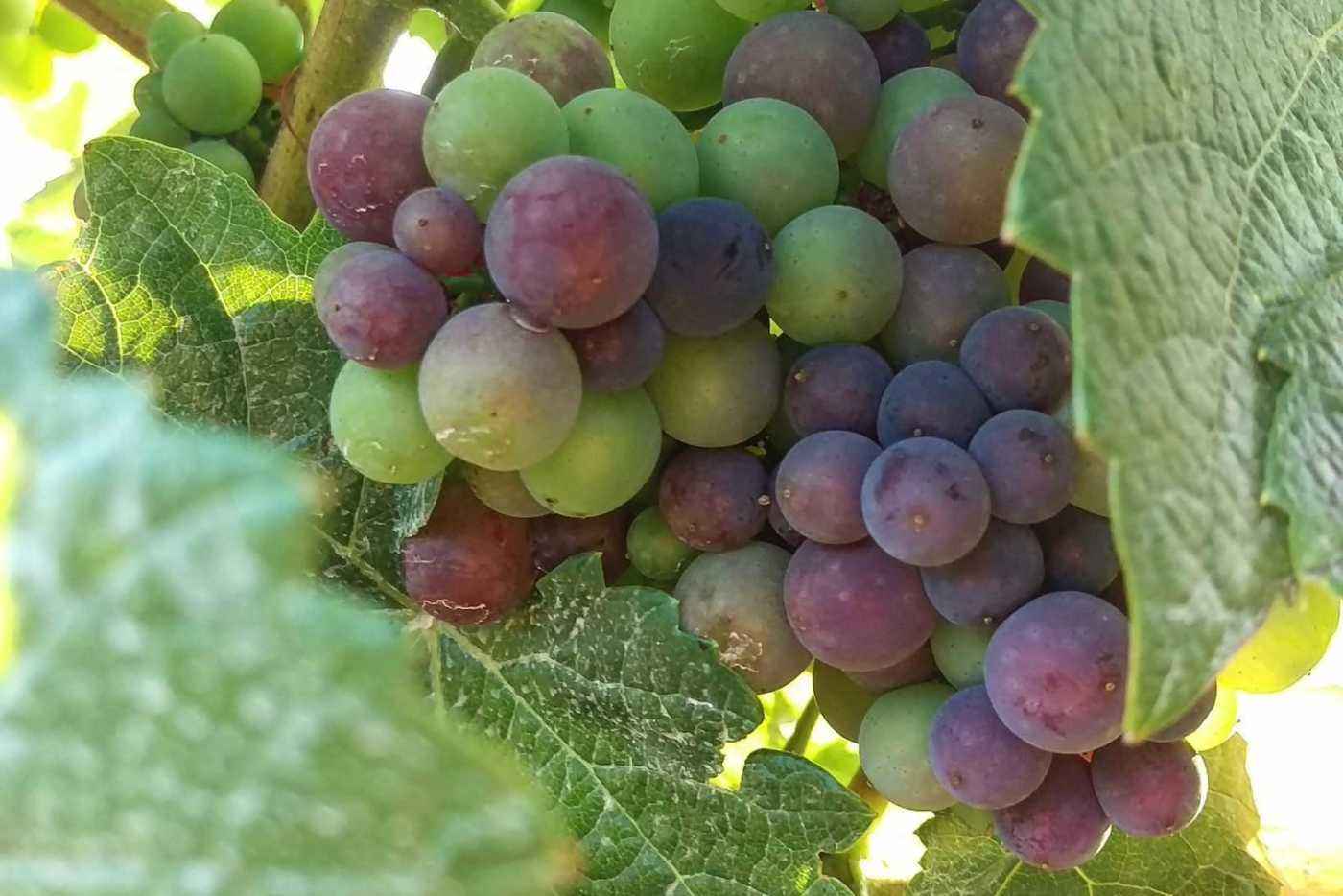 Pinot noir cluster during verasion