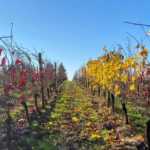 Coleman Vineyard Fall colors