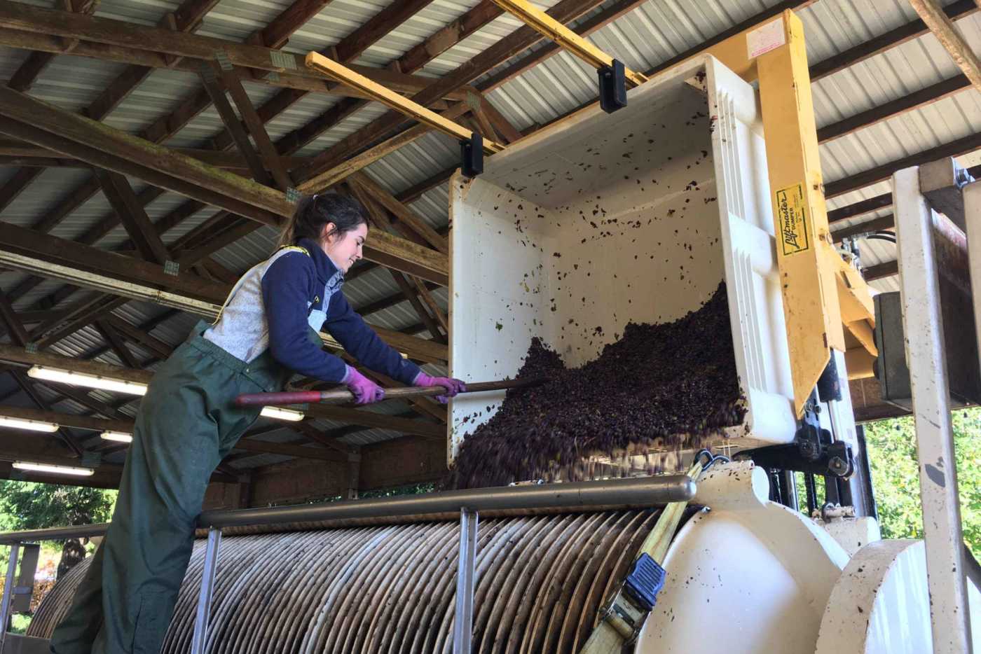 Krystal working the winepress during Harvest