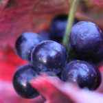 Pinot Noir Dijon grapes in Fall