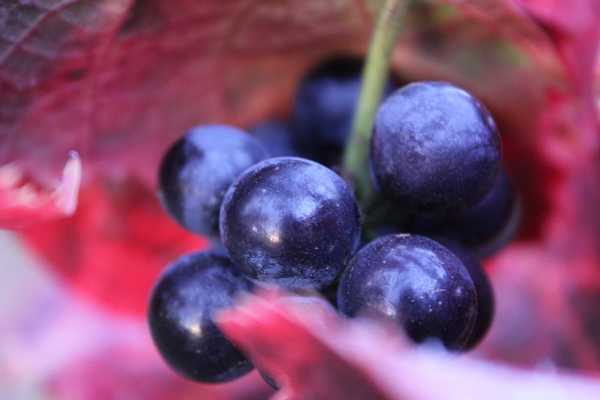 Pinot Noir Dijon grapes in Fall