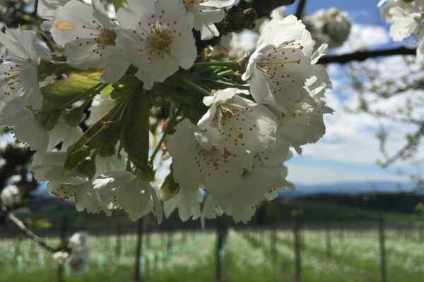 Spring flowering tree in the vineyard
