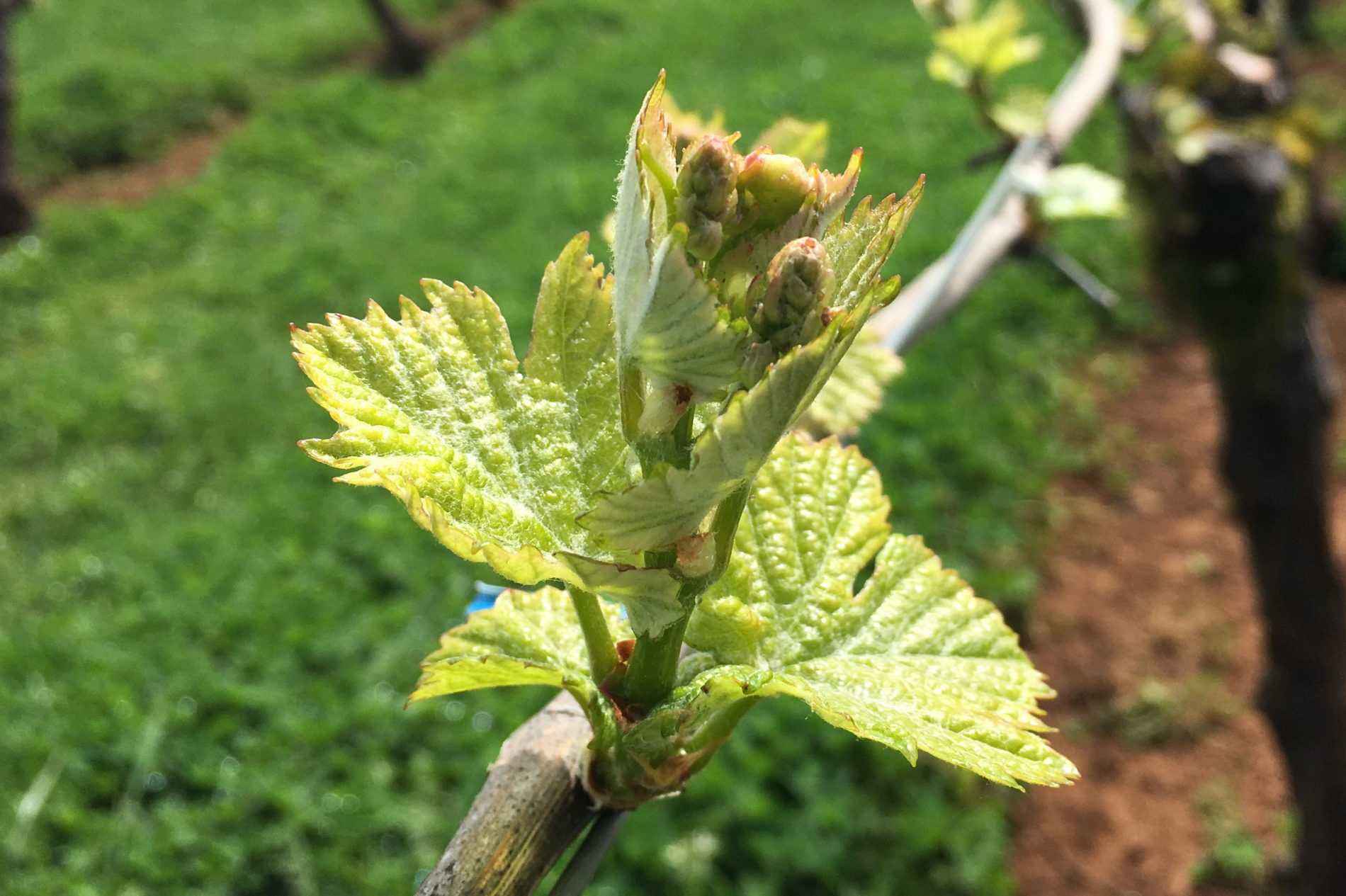 Vineyard new growth