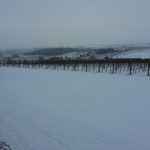 Winter vineyard with snow