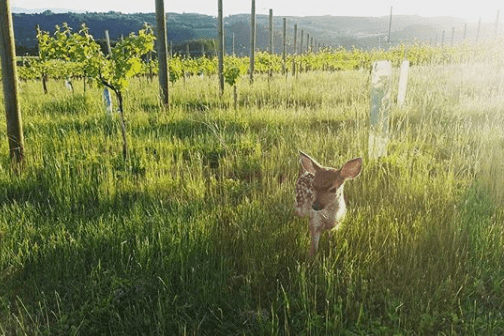 Spring fawn in the vineyard