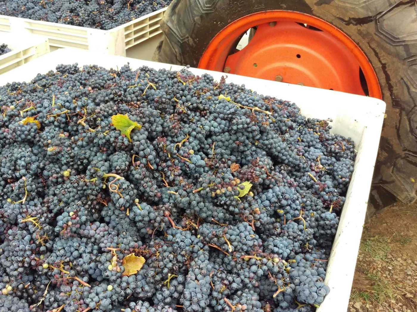 Filled grape picking bin