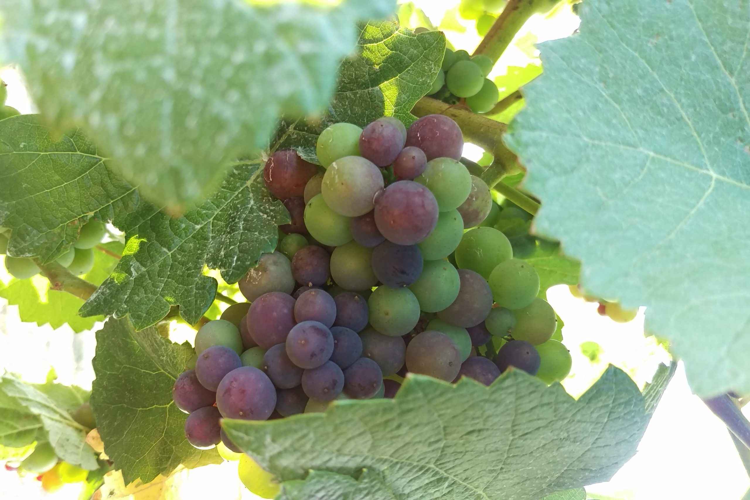 Pinot Noir grapes going through verasion