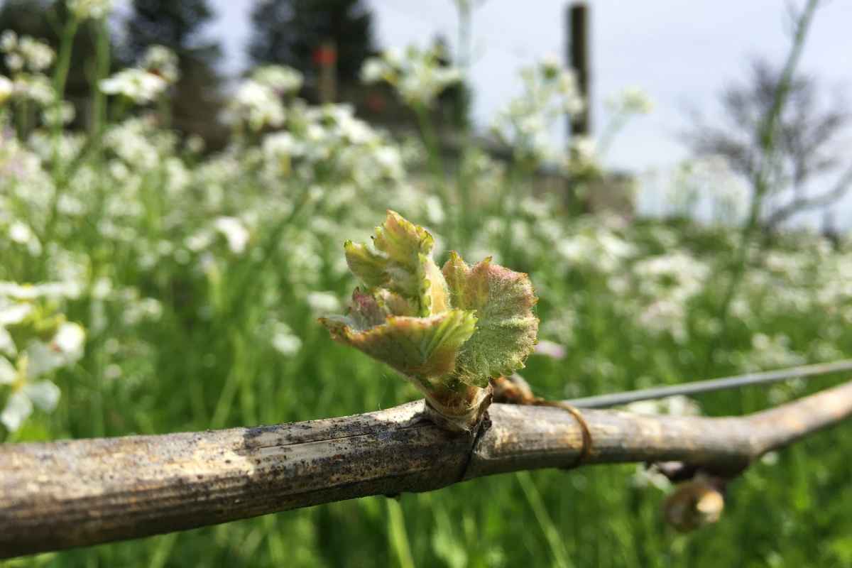 Budding Pinot Noir grape shoots